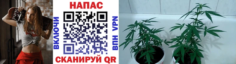 Конопля сатива Гдов